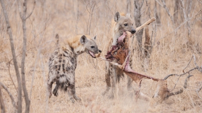 Hyaenen klauen Beute eines Leoparden (Alexander Mirschel)  Copyright 
Infos zur Lizenz unter 'Bildquellennachweis'